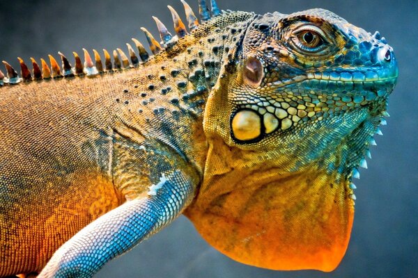 Retrato de un reptil en colores brillantes