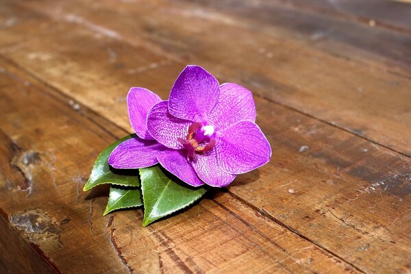 A small flower with purple and petals