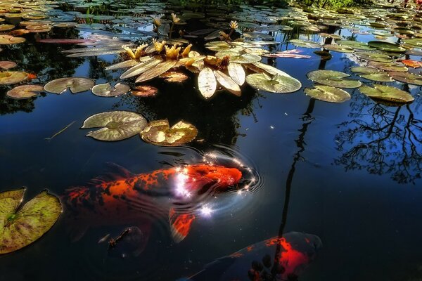 Water lilies, marine life, reflection