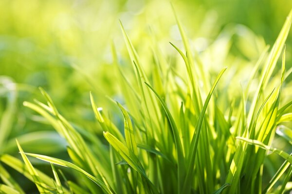 Green grass in the light of the sun