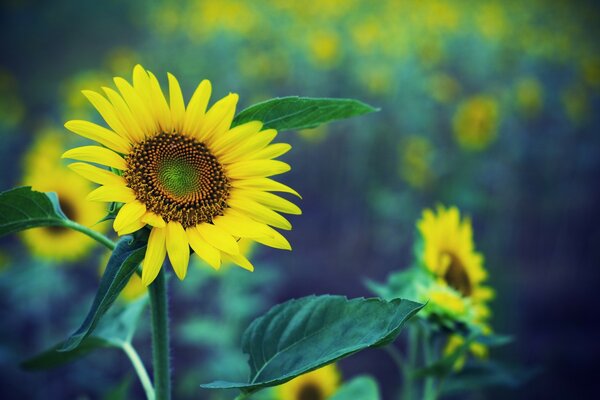 Yellow sunflower on a green background