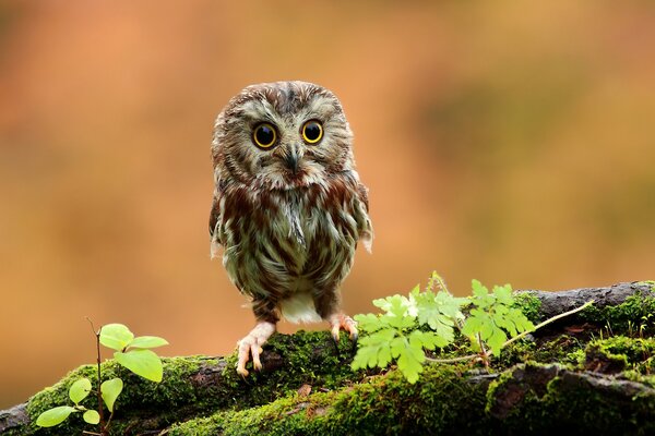 A little owl on a tree branch