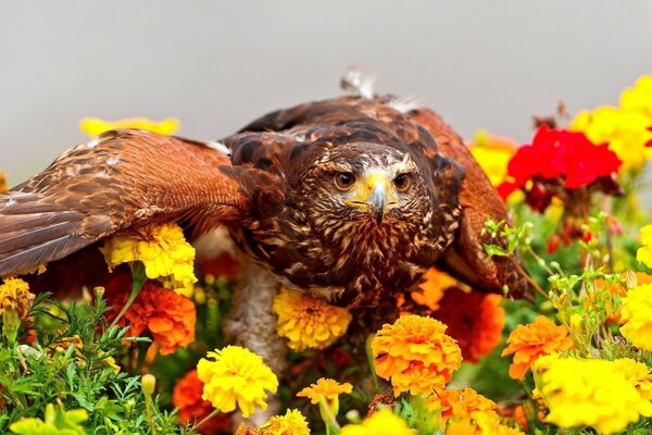 Der Adler fiel in einem Blumenbeet zusammen