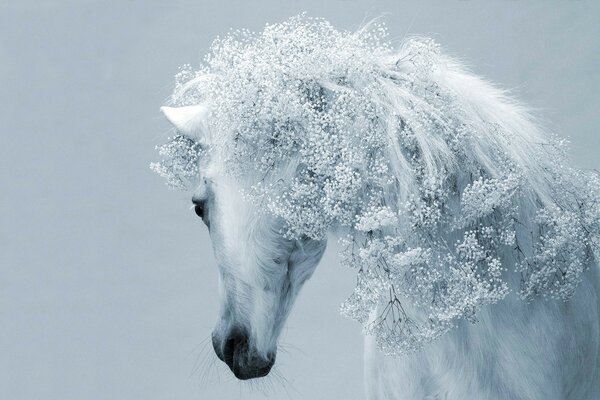 Hermoso animal blanco como la nieve. Caballo