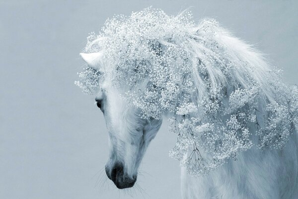 一个美丽的雪白的动物。 马