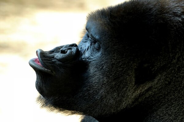 Le museau d un gorille. Animal. Singe