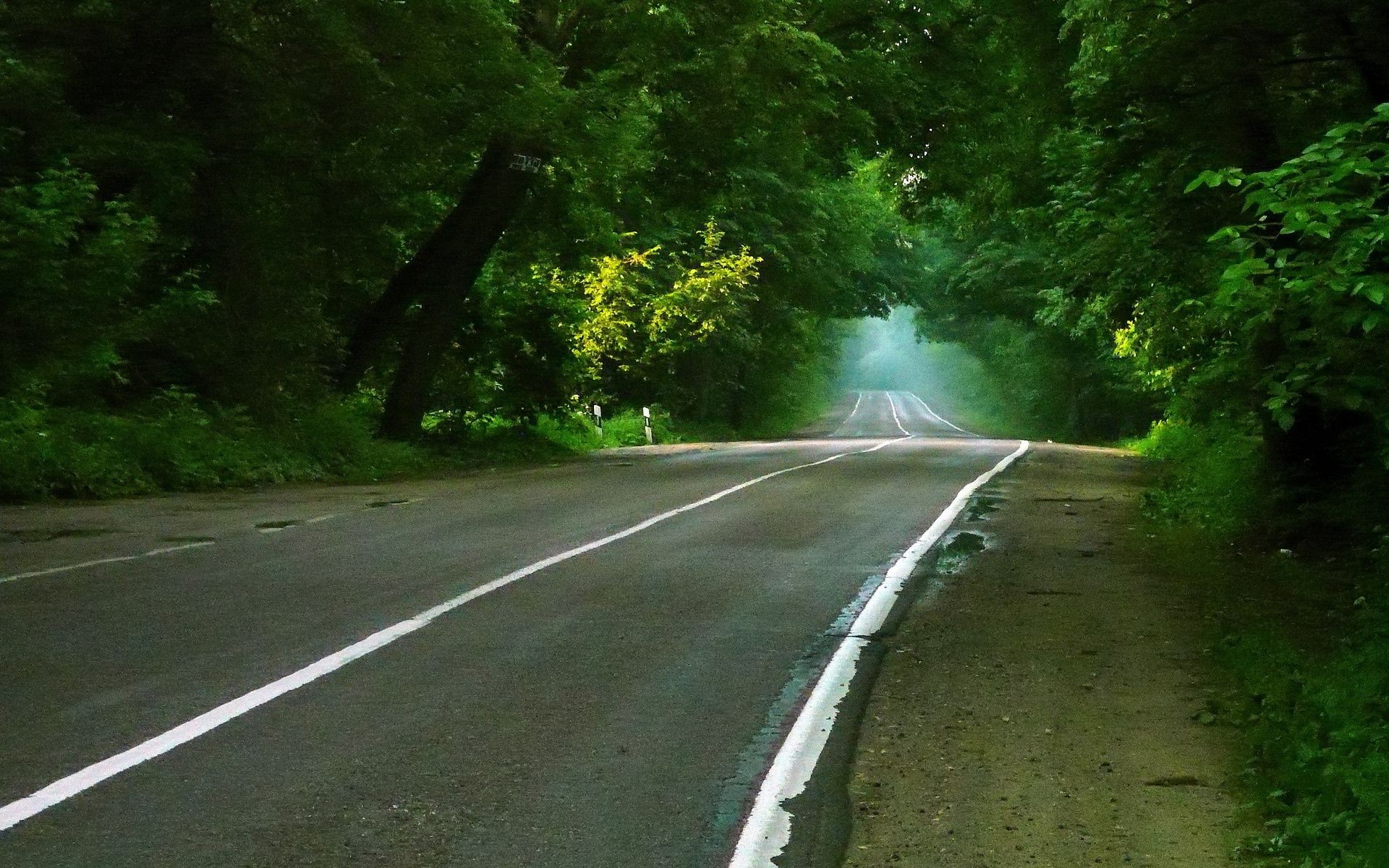 strada asfalto albero paesaggio guida all aperto legno autostrada natura viaggi foglia