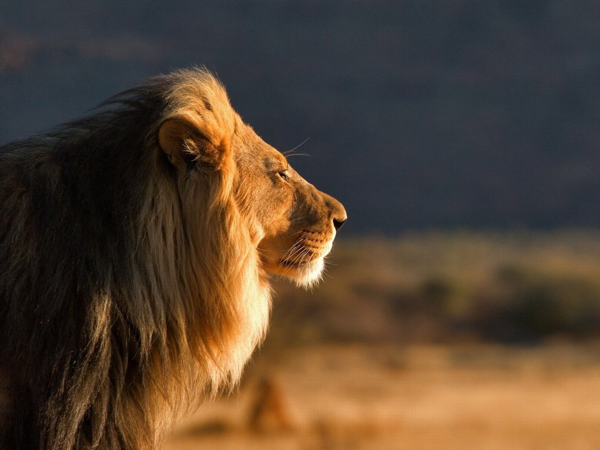 leones mamífero animal gato león vida silvestre naturaleza perro retrato al aire libre piel