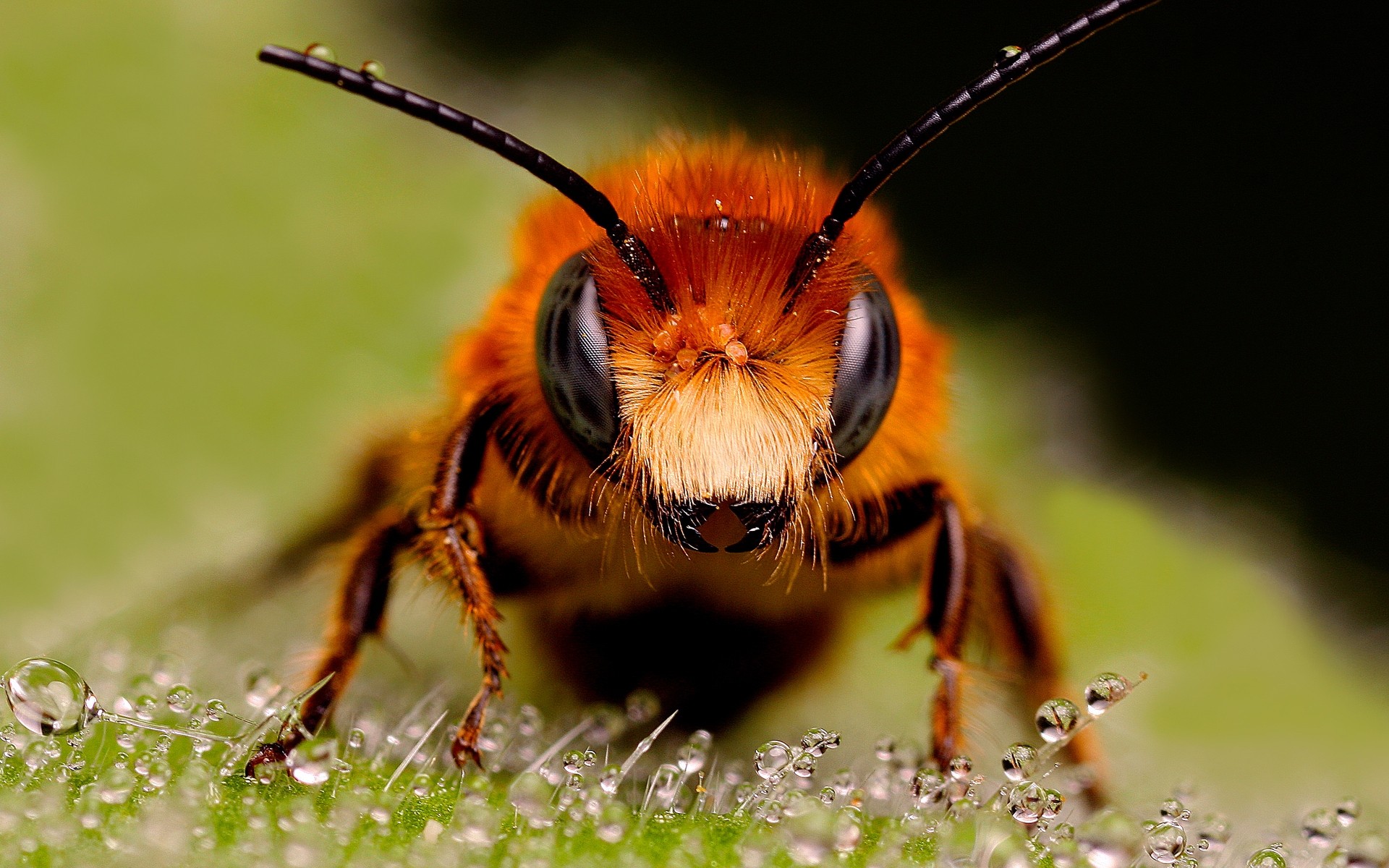 owady owad natura zwierzę dzika przyroda latać pszczoła motyl dziki tło