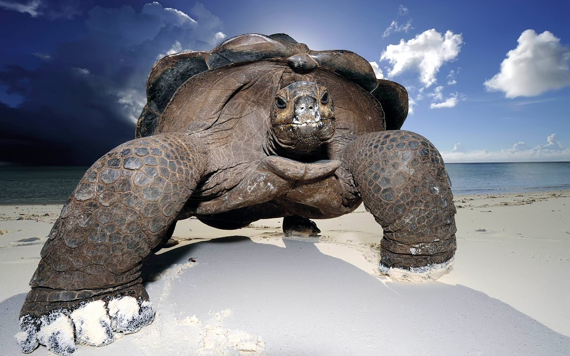 reptiles y ranas naturaleza océano mar agua playa nieve frío invierno viajes animal tortuga