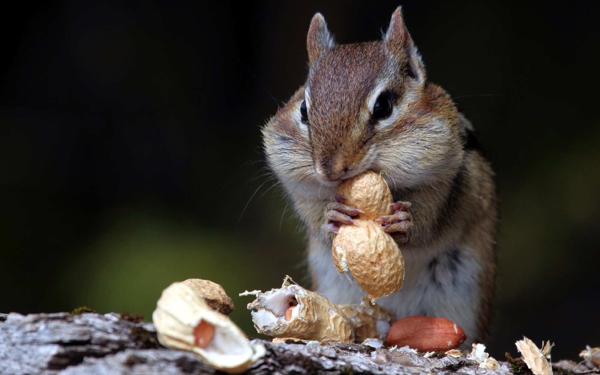 animales vida silvestre naturaleza mamífero ardilla al aire libre pequeño roedor lindo animal salvaje