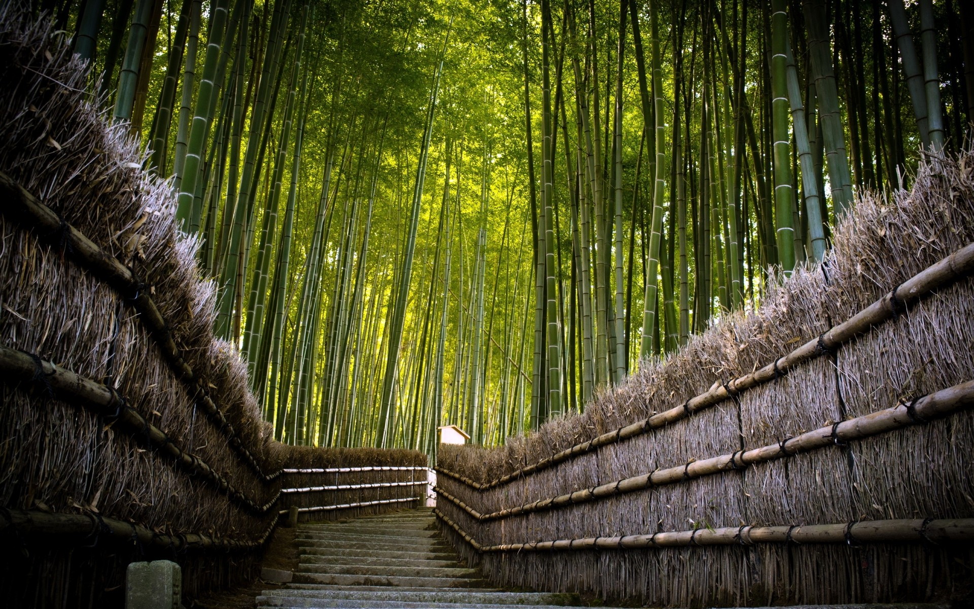 景观 木材 热带 自然 木材 竹 叶 丛林 老 桌面 旅游 植物群 水 雨林 森林 绿色 景观 背景