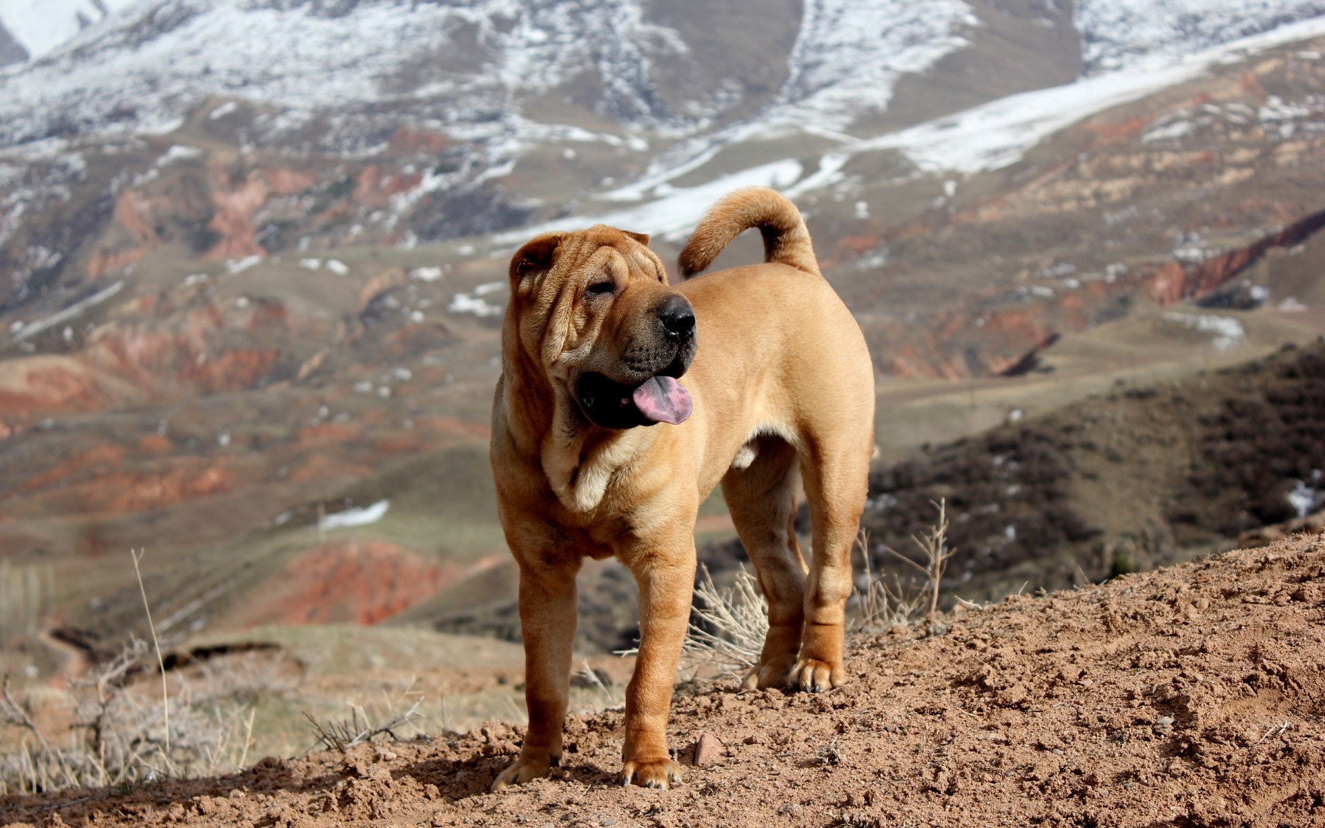 cani cane all aperto animale carino mammifero natura animale domestico ritratto uno sedersi piccolo