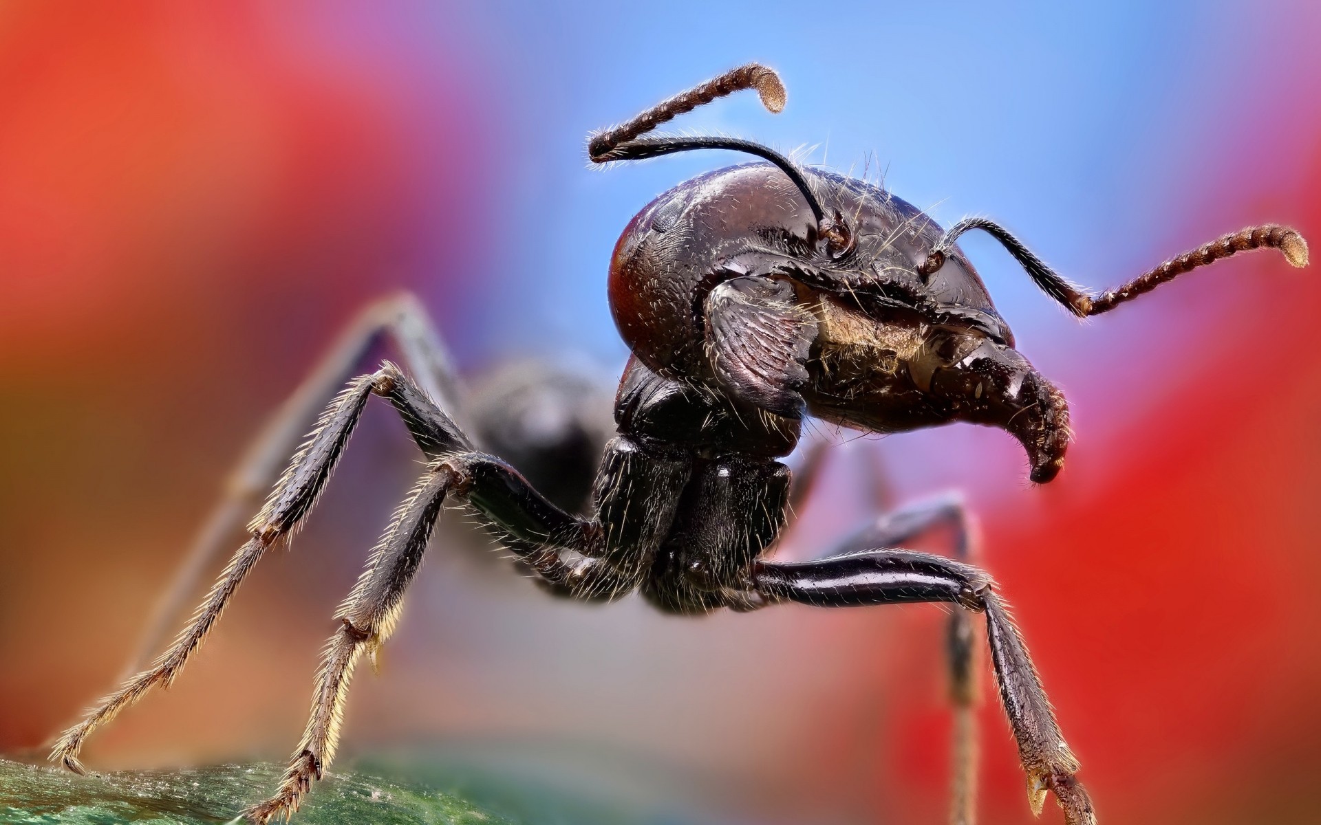 owady owad pająk bezkręgowce dzika przyroda pajęczak natura zwierzę chrząszcz drapieżnik przerażający modliszka dziki entomologia włochaty na zewnątrz mało przerażający przerażający ant