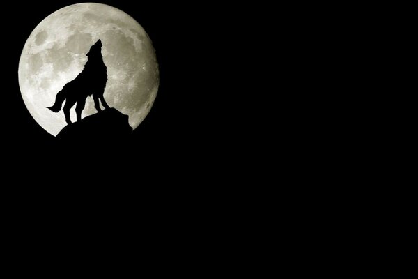 El aullido de un lobo solitario contra la Luna