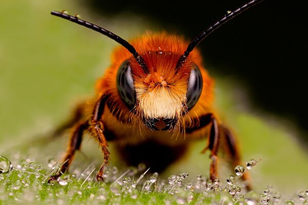 Photo of a bee sitting on wet grass