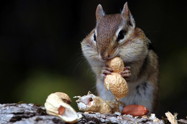 Wildlife animals squirrel