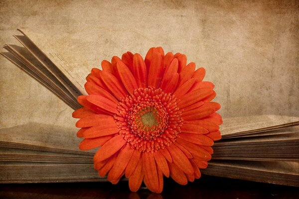 Eine leuchtend orangefarbene Gerbera liegt im Buch