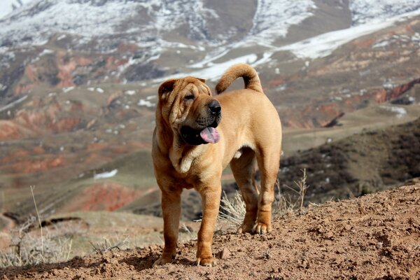 Chien de combat debout dans la rue