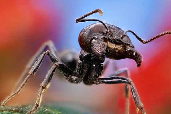 Cara de formiga close-up