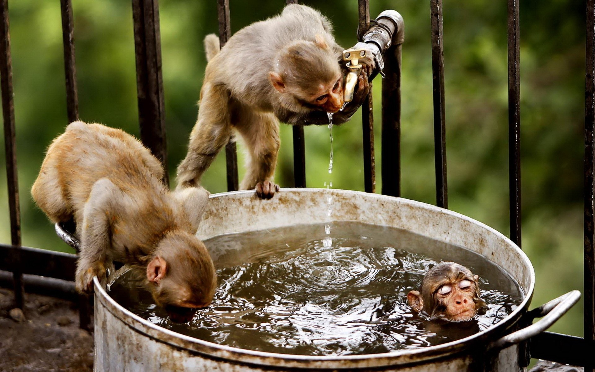 animaux mammifère singe un nourriture mignon primat bois la faune drôlement singe bain eau