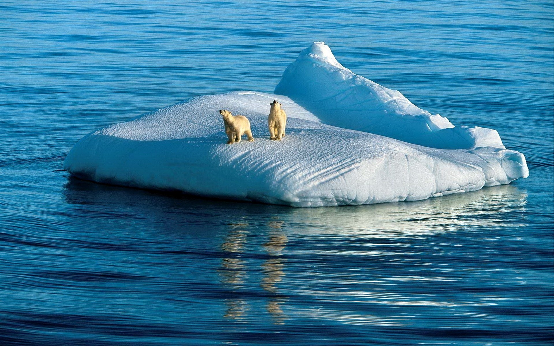 animals water sea ocean nature outdoors bear bears polar ice snow