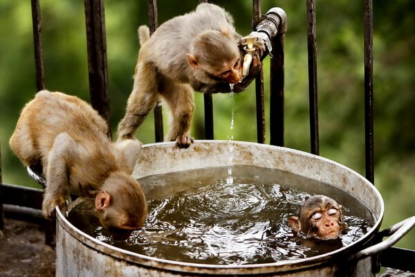 Monkeys drink water and bathe