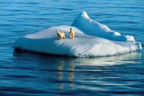 Orsi polari su un lastrone di ghiaccio. Oceano