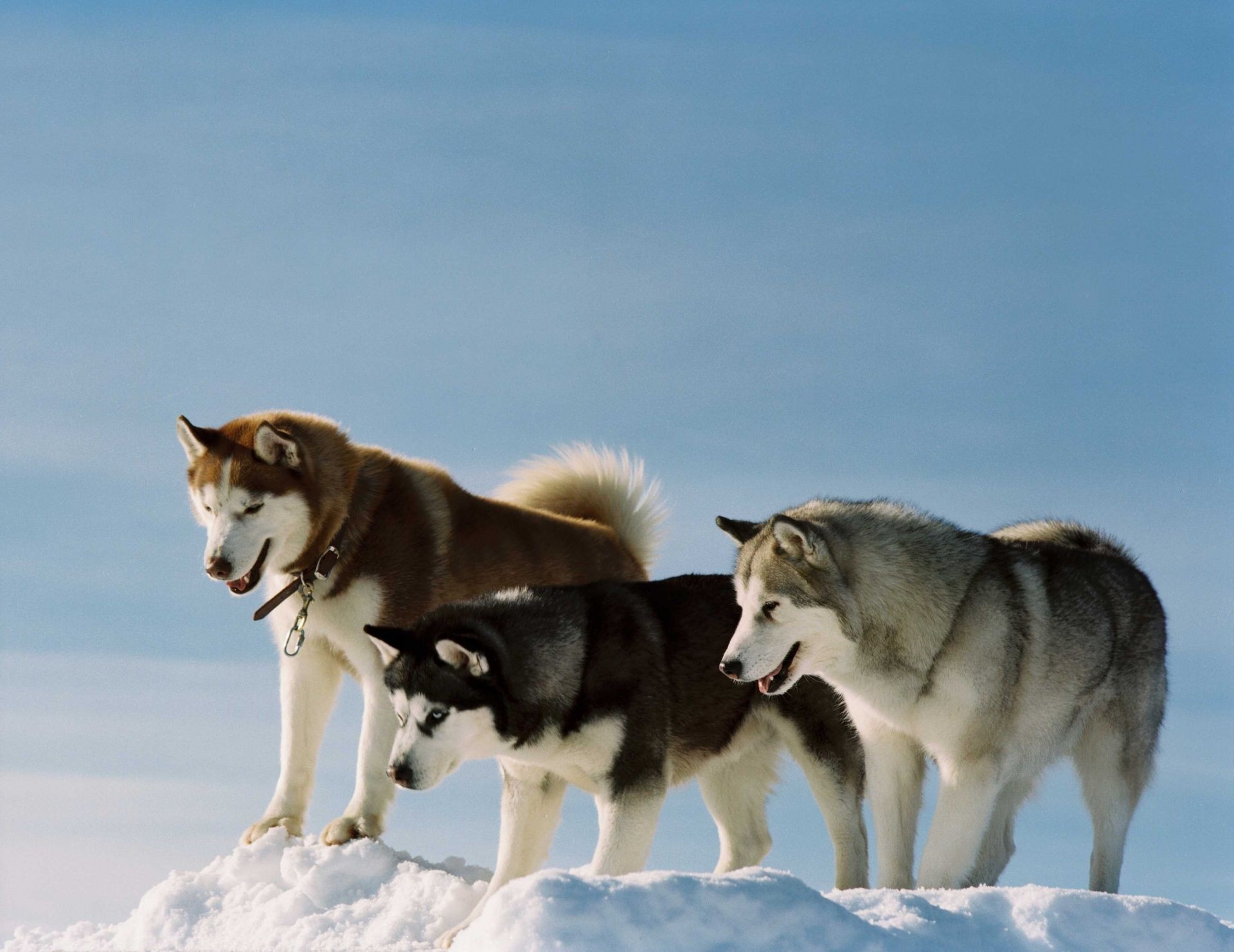 cães neve cão inverno mamífero gelado cinegrafista lobo trenó esquimó animal dois retrato frio ao ar livre cão esquimó fofa um polar groenlândia