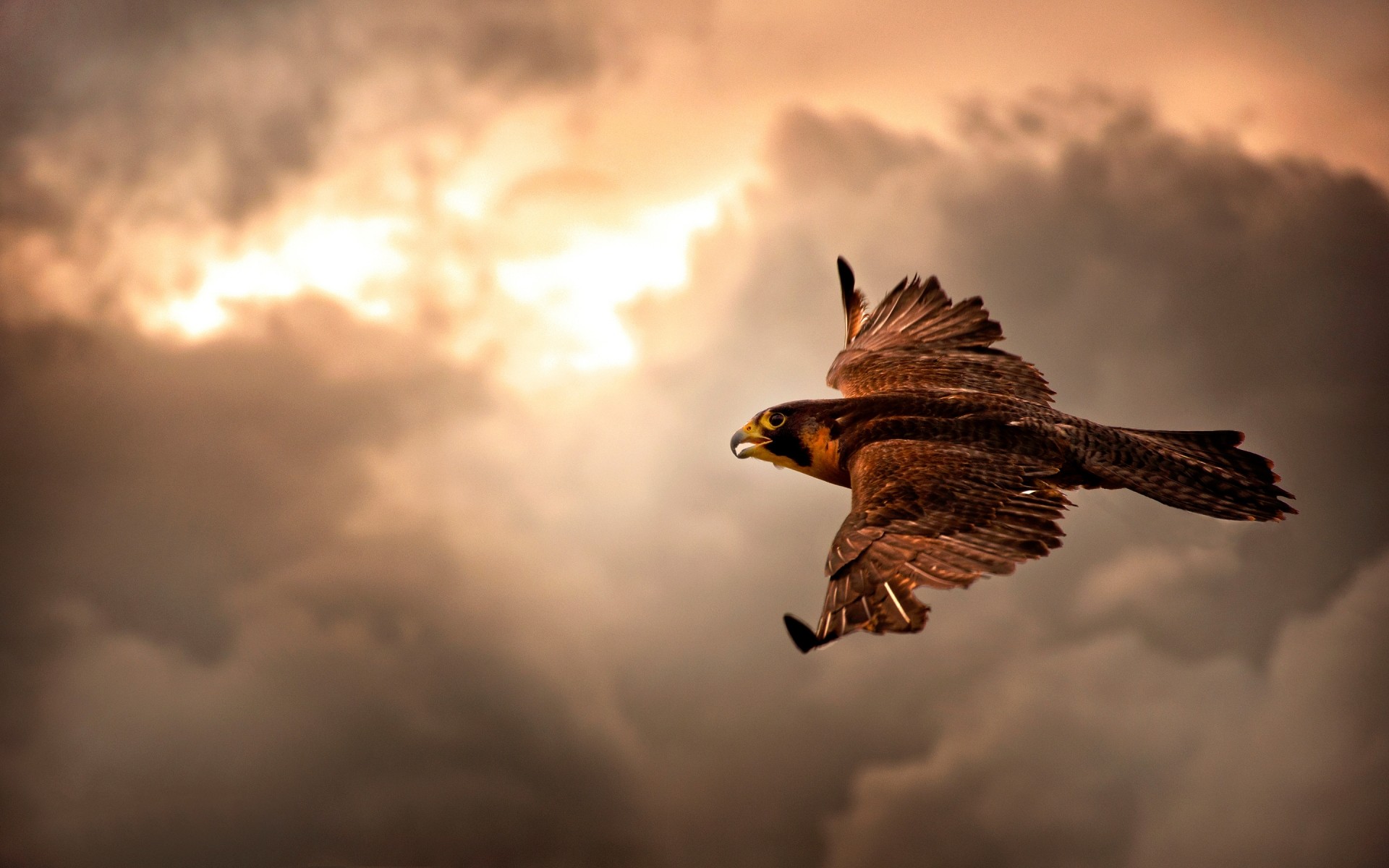 aves de rapina pássaro raptor águia voo vida selvagem falcão falcão natureza voar