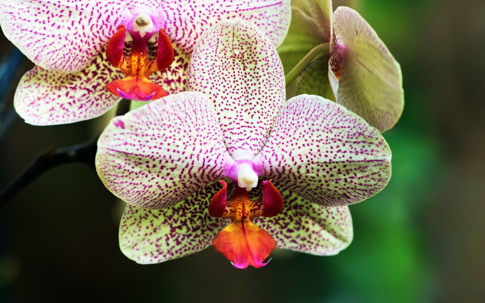 flores flor natureza tropical flora exóticas blooming pétala floral casca bela folha brilhante botânico close-up jardim phalaenopsis cor elegante ramo