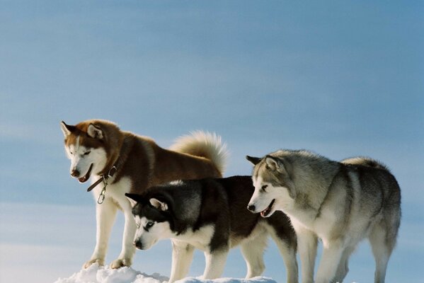 Cães Dogs Husky cor raça