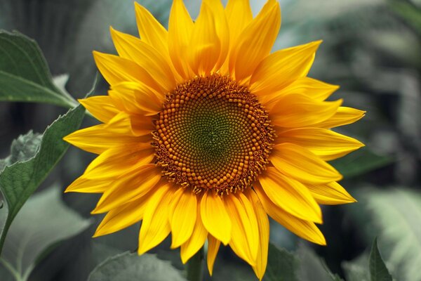 Flores macro girasoles planta plantas fondos de Escritorio