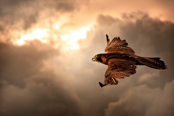 A bird of prey in flight