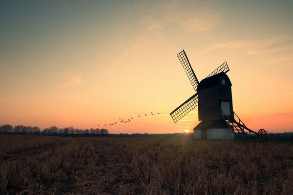 Vogelschwarm und Mühle im Hintergrund des Sonnenuntergangs