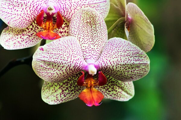 Flores manchadas de orquídeas caseras