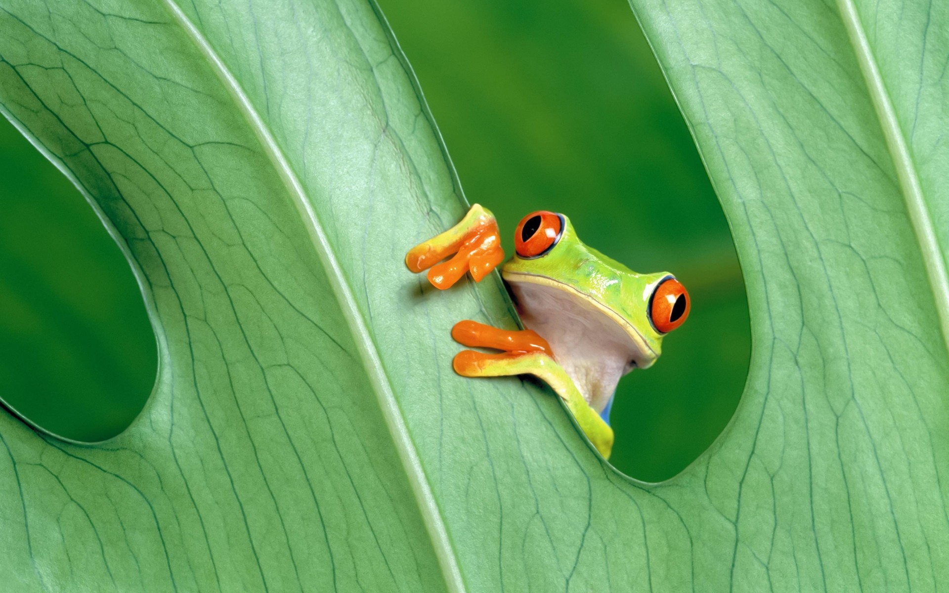 reptiles and frogs frog leaf amphibian nature rainforest environment ecology flora