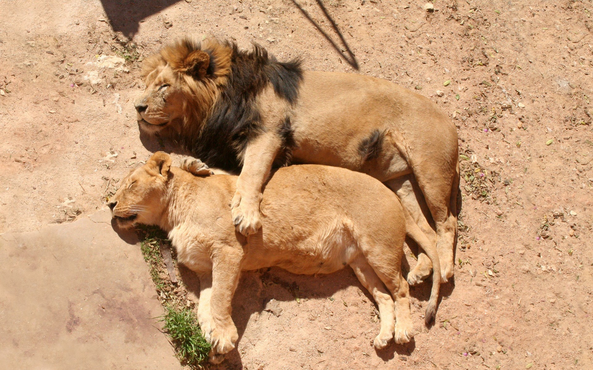 animaux mammifère la faune animal nature sauvage safari lion herbe désert à l extérieur zoo lionne lions