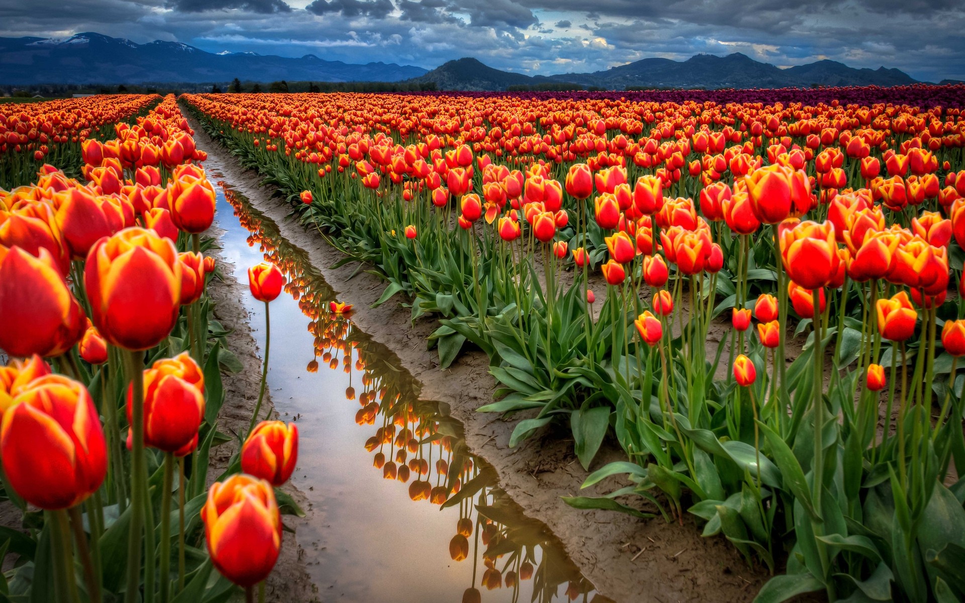 flores tulipa flor natureza jardim campo flora brilhante folha cor floral verão ao ar livre temporada crescimento pétala bom tempo agricultura brilhante blooming fundo paisagem nuvens