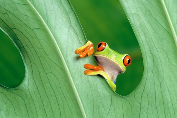 Ein Frosch, der hinter einem grünen Blatt späht