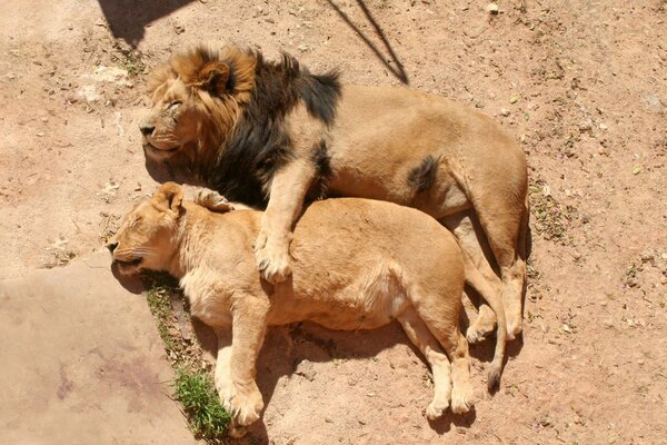 La pareja de leones descansa después del almuerzo