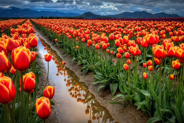 Eine Tulpenplantage und ein dunkler Himmel