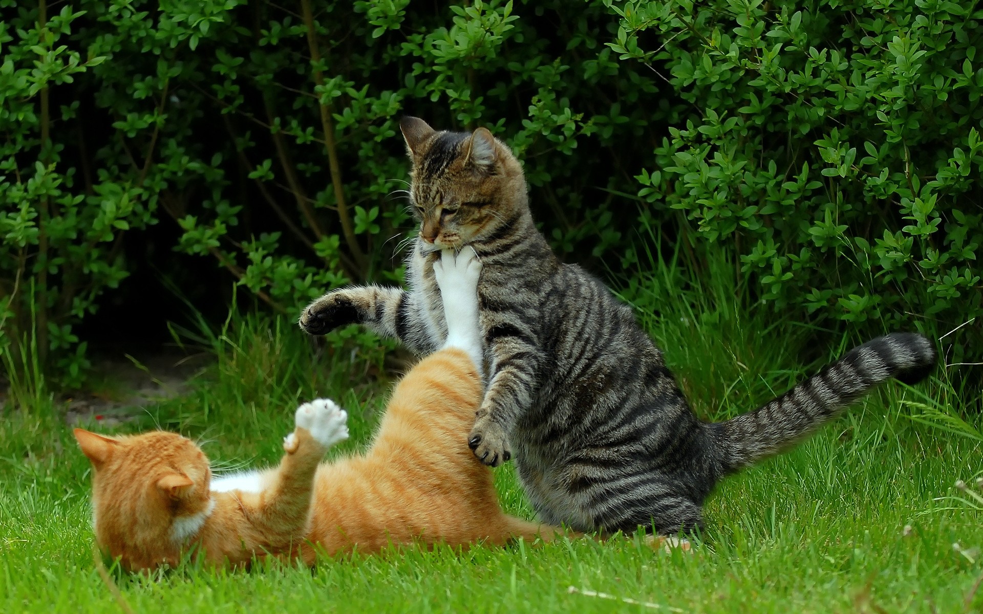 katzen niedlich katze säugetier gras tier natur fell lustig haustier inländische lustige katzen hintergrund