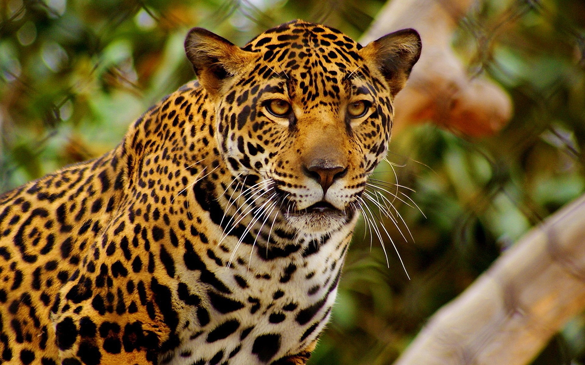 hayvanlar kedi yaban hayatı hayvanat bahçesi yırtıcı hayvan orman leopar doğa memeli hayvan avcı vahşi jaguar