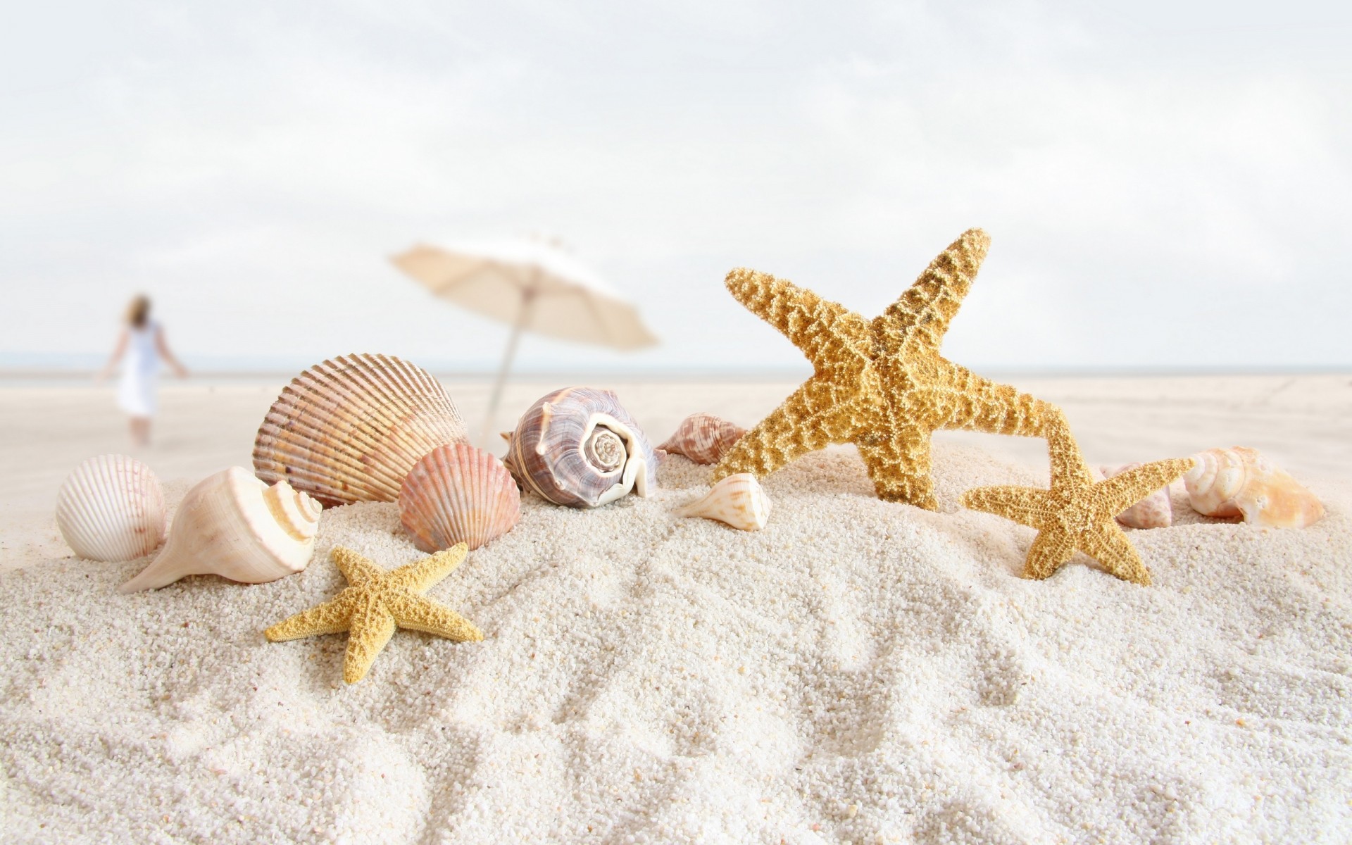 summer starfish seashell beach shell sand seashore sea conch marine vacation ocean tropical seaside shore relaxation echinoderm nature souvenir shellfish