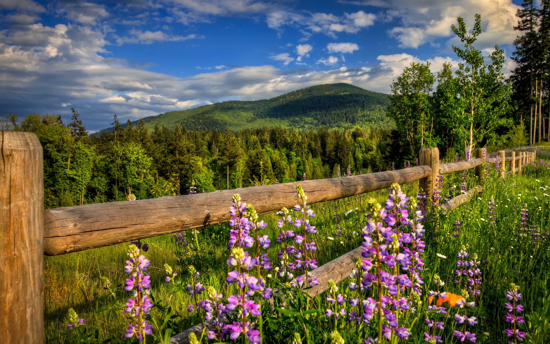 paisaje naturaleza flor paisaje verano al aire libre madera altramuces hierba heno rural amanecer árbol brillante campo cielo color flora fondo flores de primavera colinas verdes