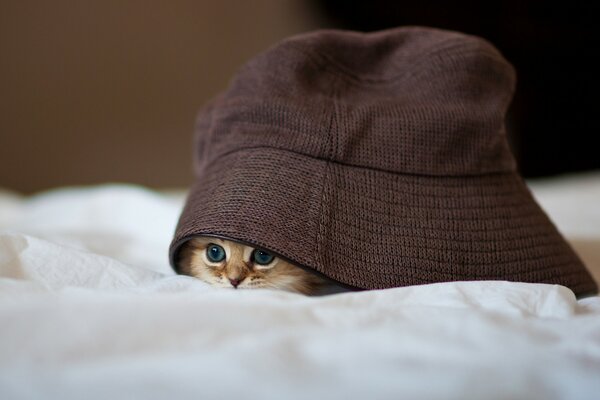هريرة على السرير يختبئ تحت قبعة