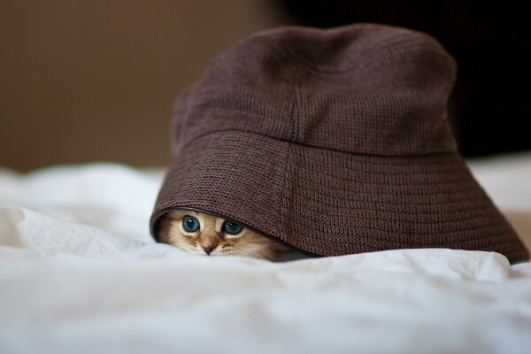 Kitten on the bed hiding under a hat