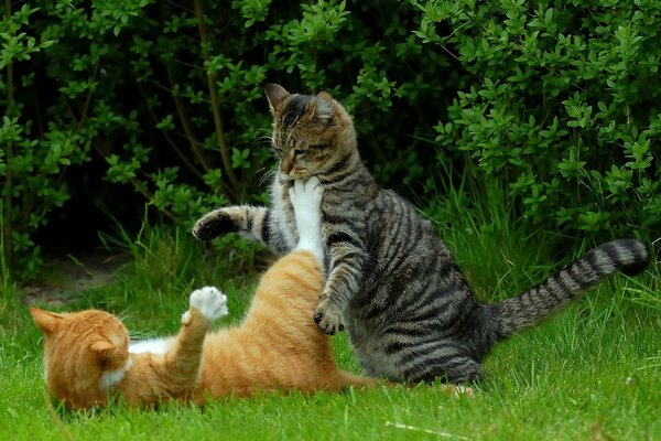 Cute cats fight with each other