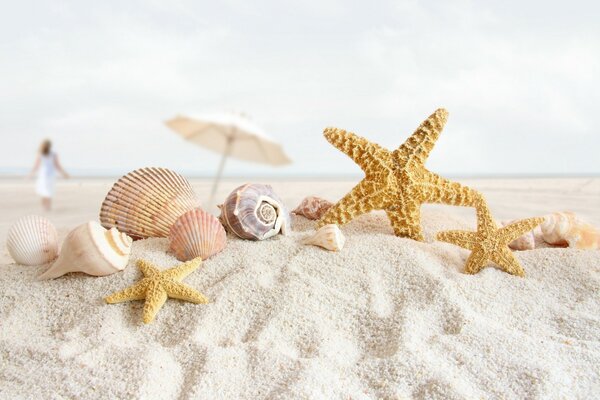 Estrela do mar e conchas na areia